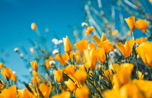 Jardin d’été : nos 5 idées estivales !