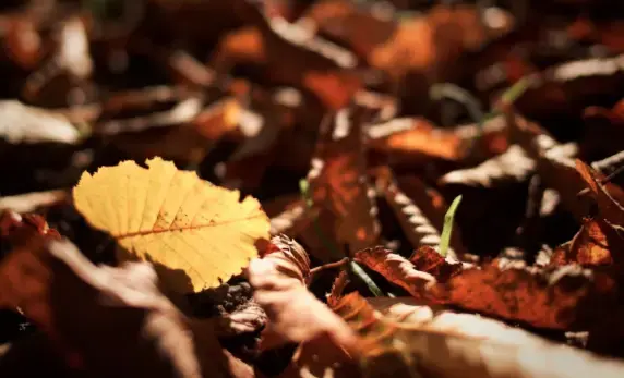 Comment entretenir votre pelouse artificielle en automne et en hiver ?